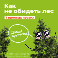 Что может быть лучше прогулки по лесу в солнечный день?.