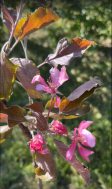 🌸🍏 **У нас зацвела яблоня!** 🍏🌸.